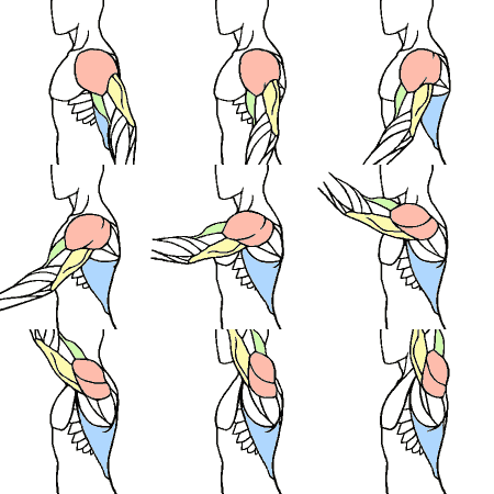 肩まわり 上級編 Kitajimaのお絵かき研究所