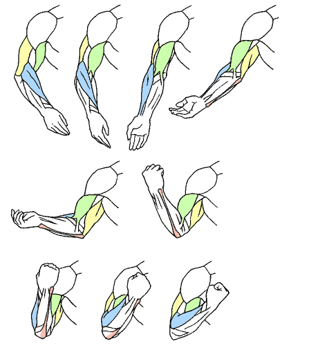 腕まわり 腕の動き方 Kitajimaのお絵かき研究所