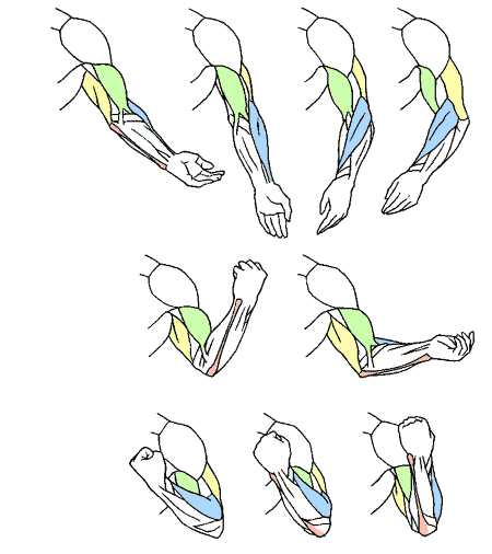 腕まわり 腕の動き方 Kitajimaのお絵かき研究所