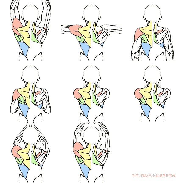 背中 Kitajimaのお絵かき研究所