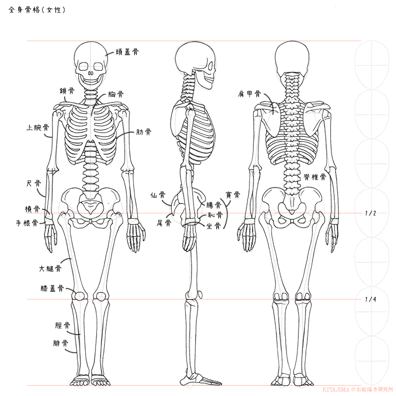 全身骨格 筋肉 女性 Kitajimaのお絵かき研究所