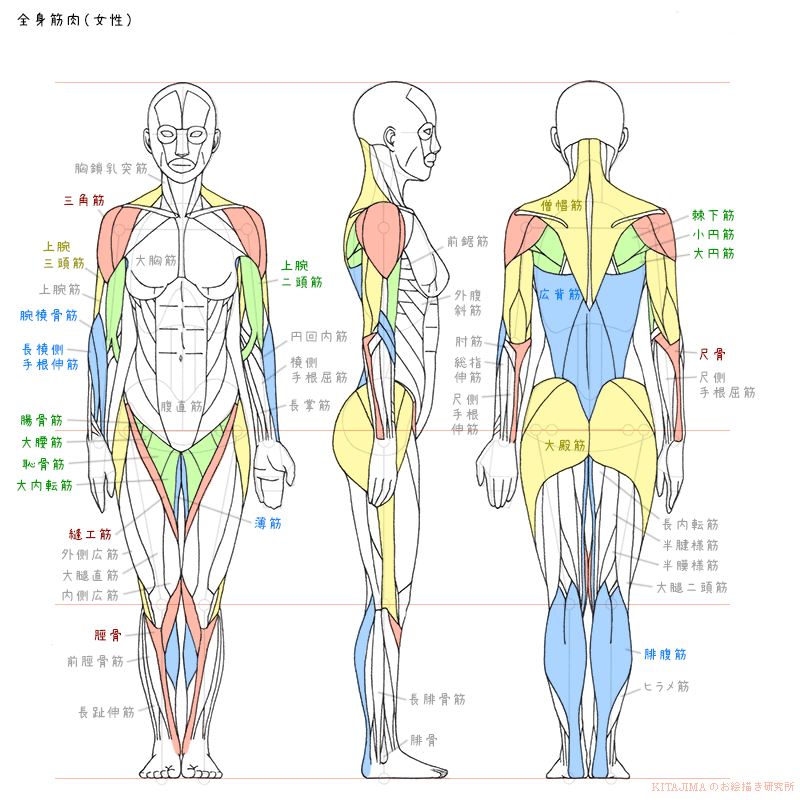 全身骨格 筋肉 女性 Kitajimaのお絵かき研究所
