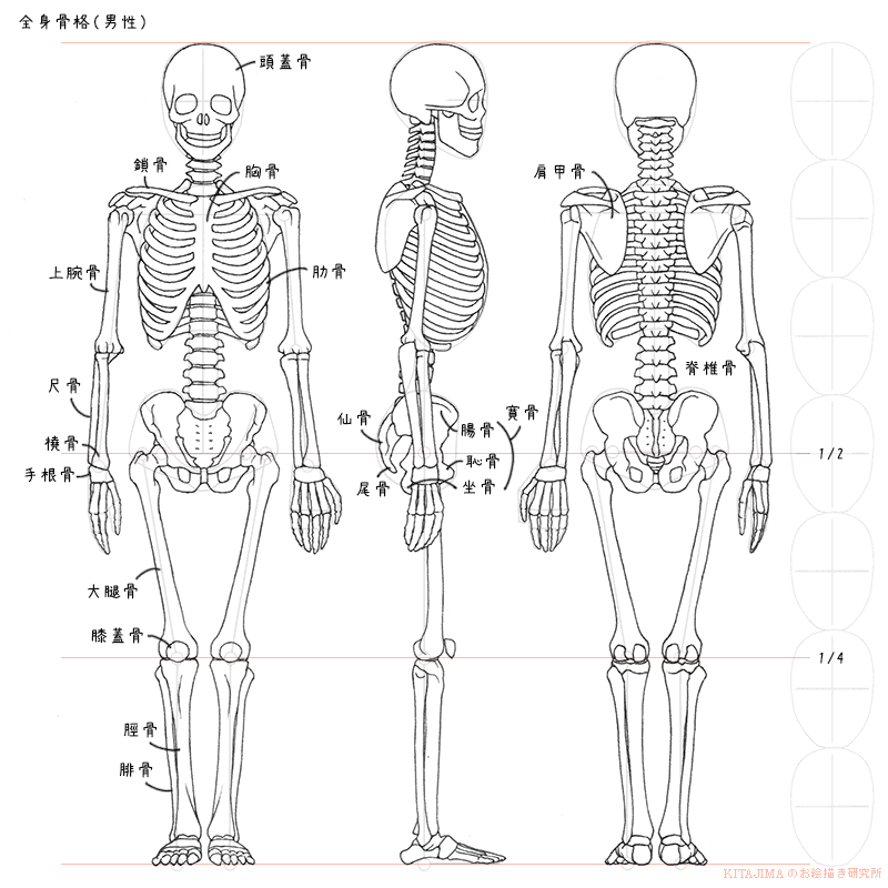 全身骨格 筋肉 男性 Kitajimaのお絵かき研究所