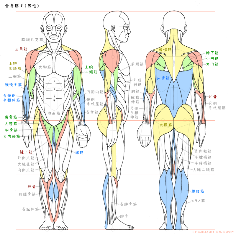 全身骨格 筋肉 男性 Kitajimaのお絵かき研究所